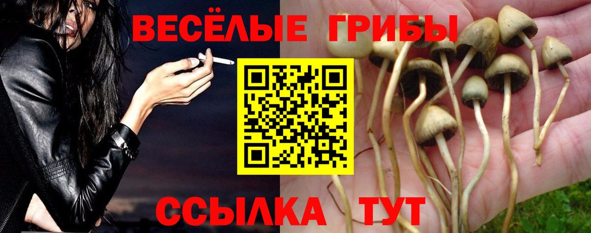 Галлюциногенные грибы Psilocybine cubensis Урай